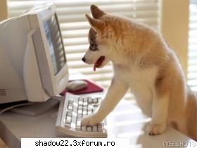 busy dog poze porcoase