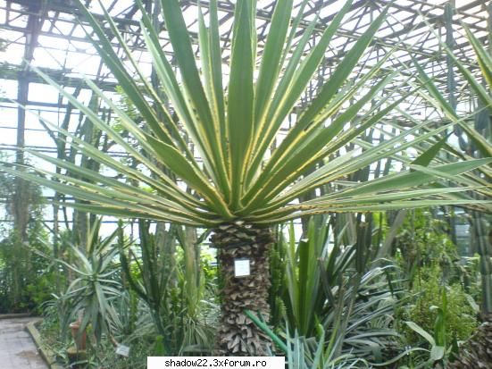 :rolleyes: poze plante