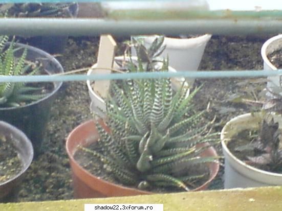:hi: poze plante