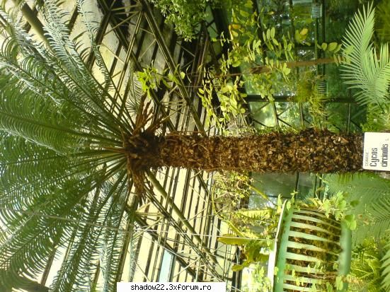 :) poze plante