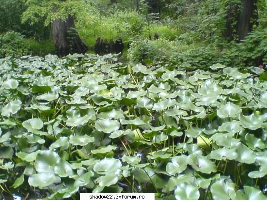 :d poze plante