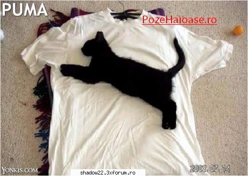 poze porcoase tricou puma