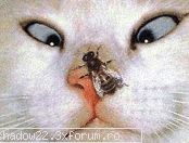 Poze Porcoase - adiFCB - Poze Haioase!