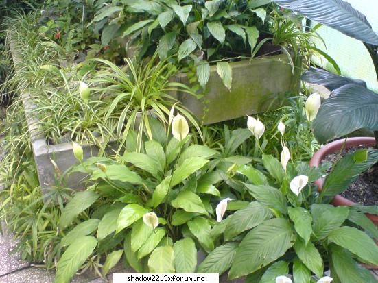 :finger: poze plante