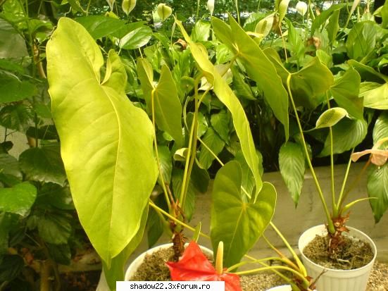 :dinti: poze plante